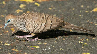 Zebra Dove