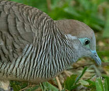 Zebra Dove