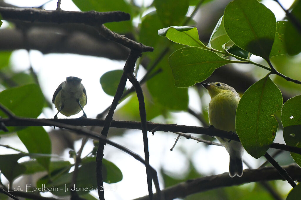 Golden-bellied Gerygone