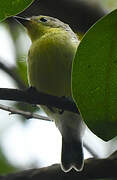 Golden-bellied Gerygone