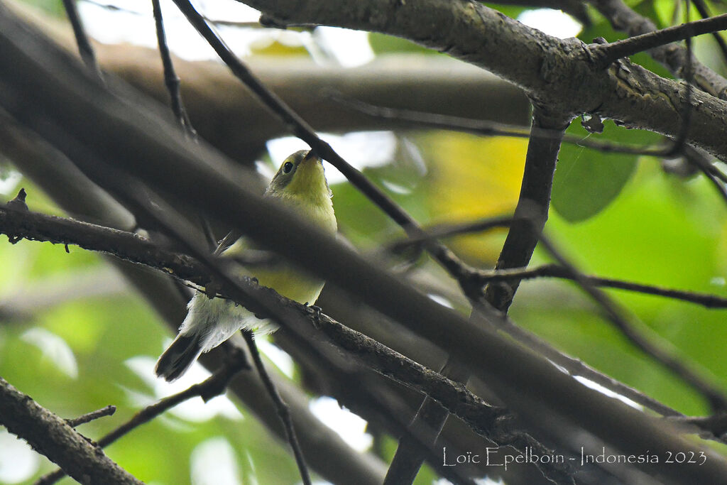 Golden-bellied Gerygone