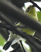 Golden-bellied Gerygone