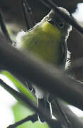 Golden-bellied Gerygone