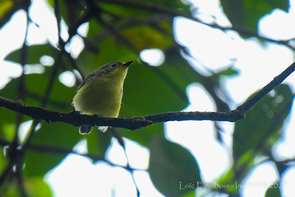 Golden-bellied Gerygone