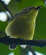 Golden-bellied Gerygone