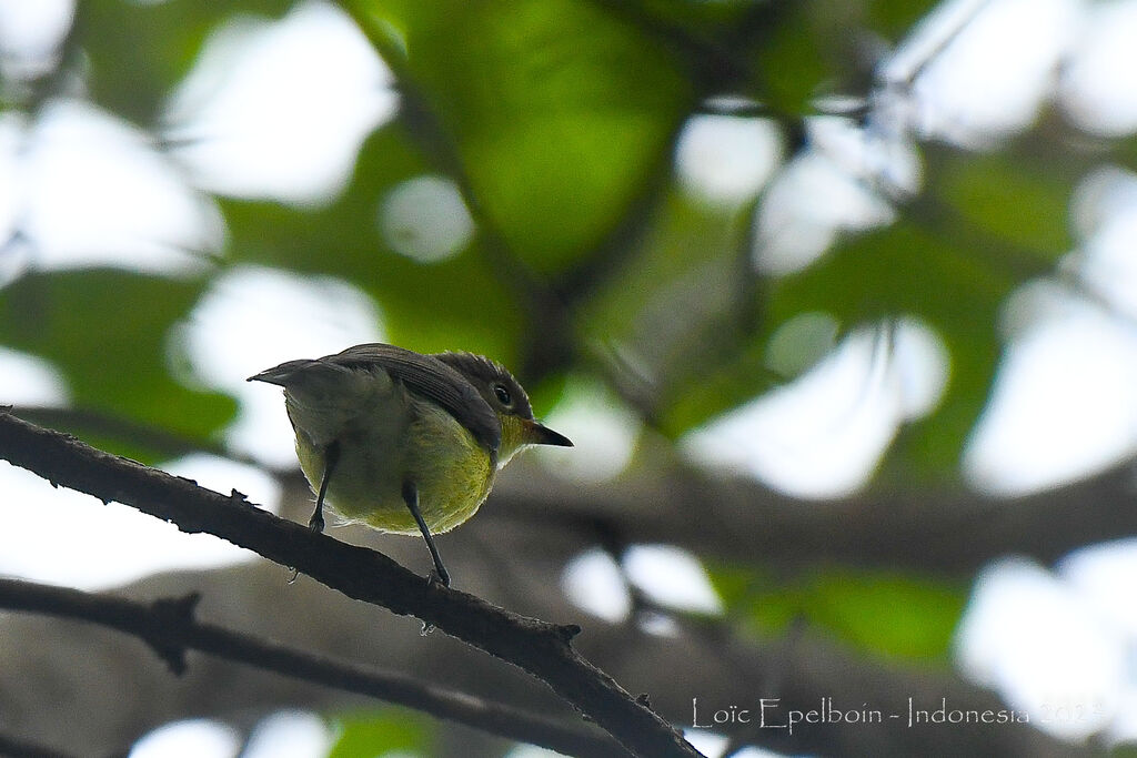 Golden-bellied Gerygone