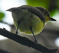 Golden-bellied Gerygone