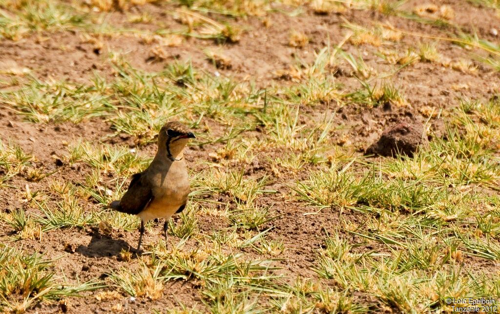 Collared Pratincole