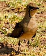 Collared Pratincole