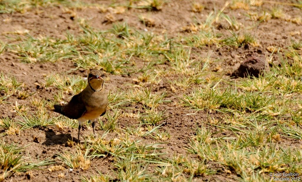 Collared Pratincole