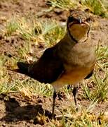 Collared Pratincole