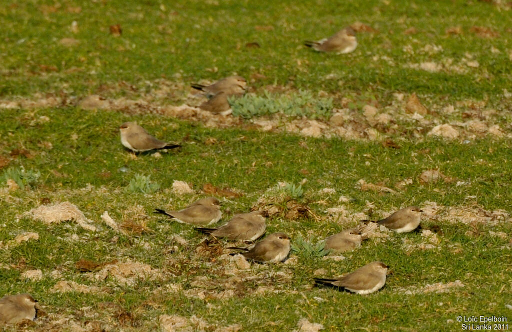 Small Pratincole