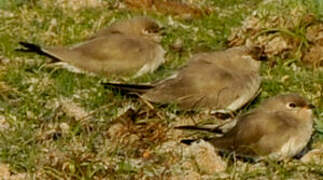 Small Pratincole