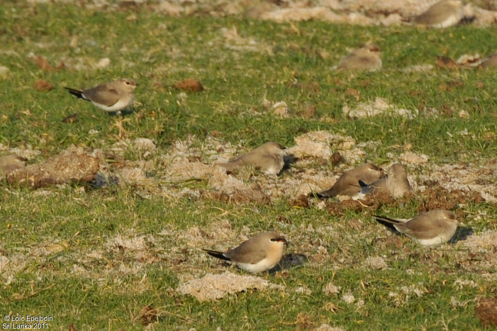 Small Pratincole