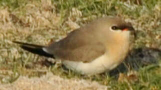 Small Pratincole