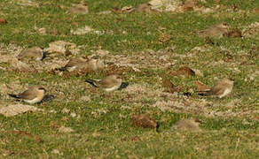 Small Pratincole