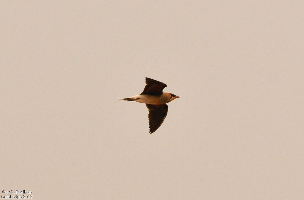 Oriental Pratincole