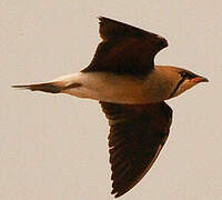 Oriental Pratincole