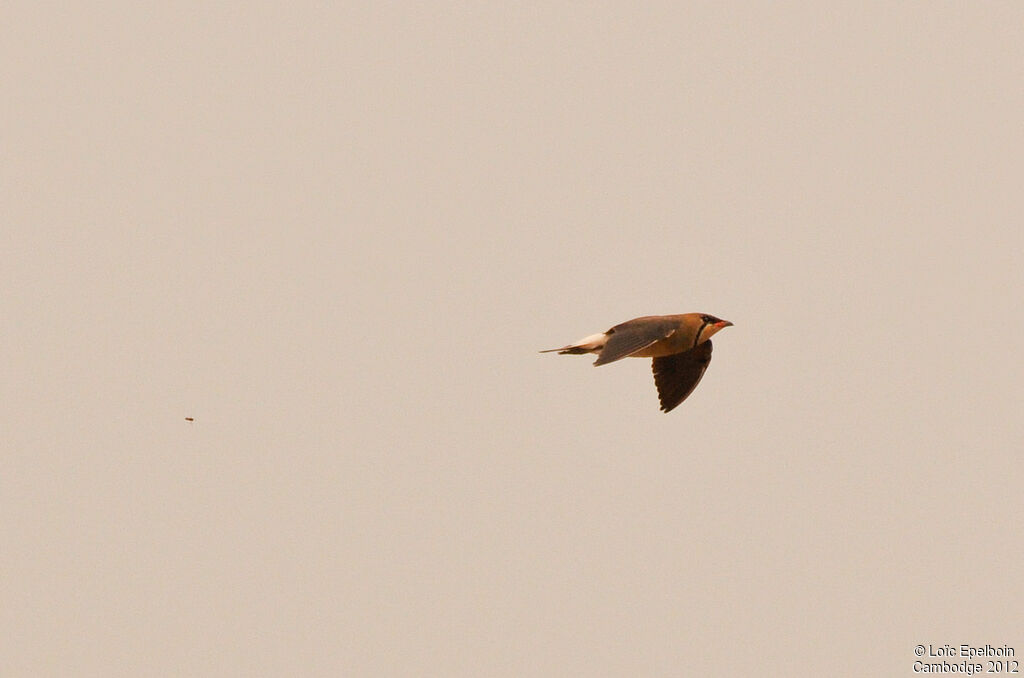 Oriental Pratincole