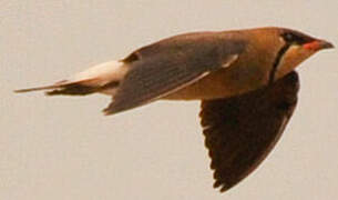 Oriental Pratincole