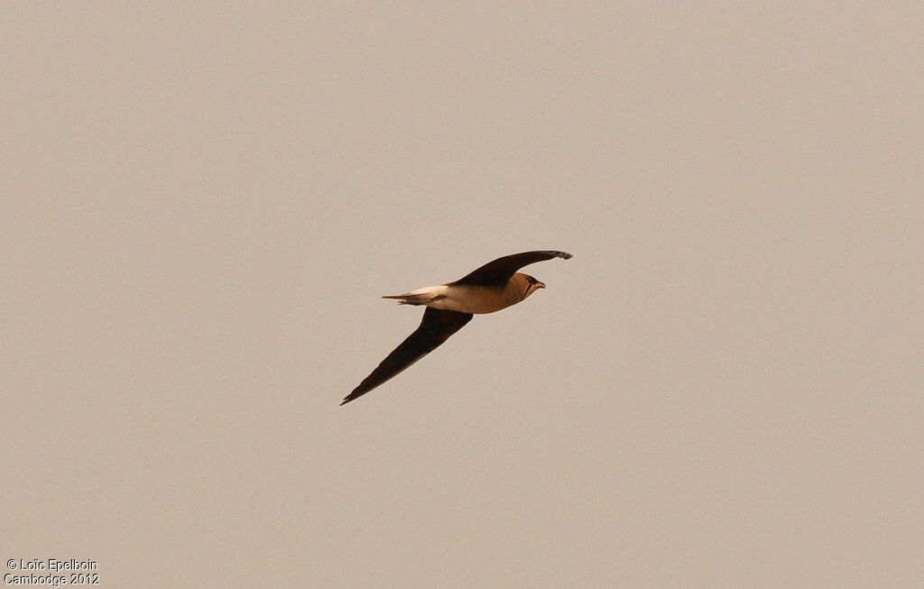 Oriental Pratincole