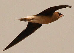 Oriental Pratincole