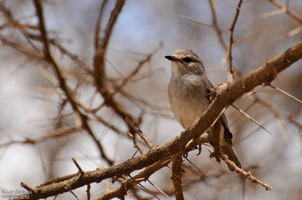 African Grey Flycatcher