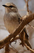 African Grey Flycatcher