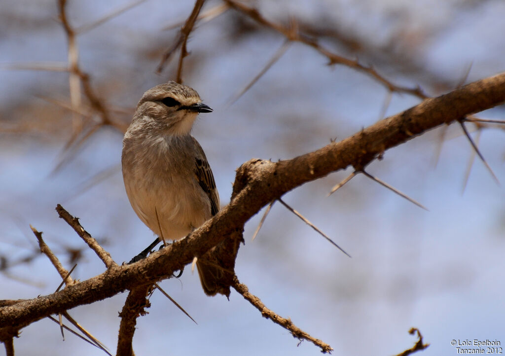 African Grey Flycatcher