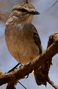 African Grey Flycatcher