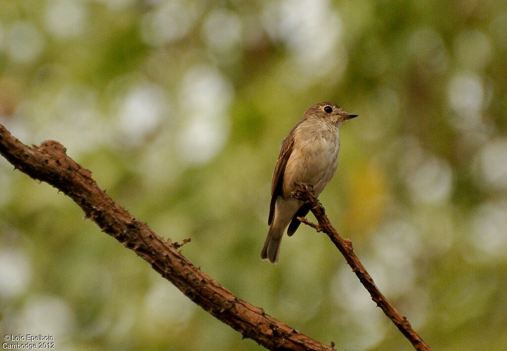 Asian Brown Flycatcher