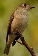 Asian Brown Flycatcher