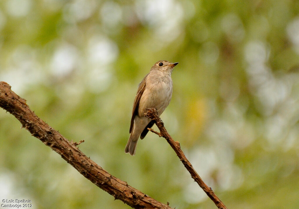 Asian Brown Flycatcher