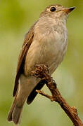 Asian Brown Flycatcher