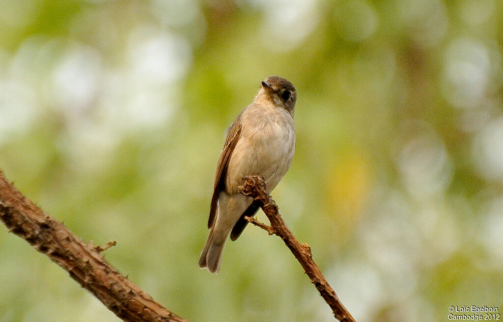 Asian Brown Flycatcher