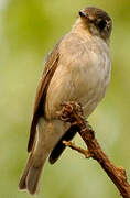 Asian Brown Flycatcher