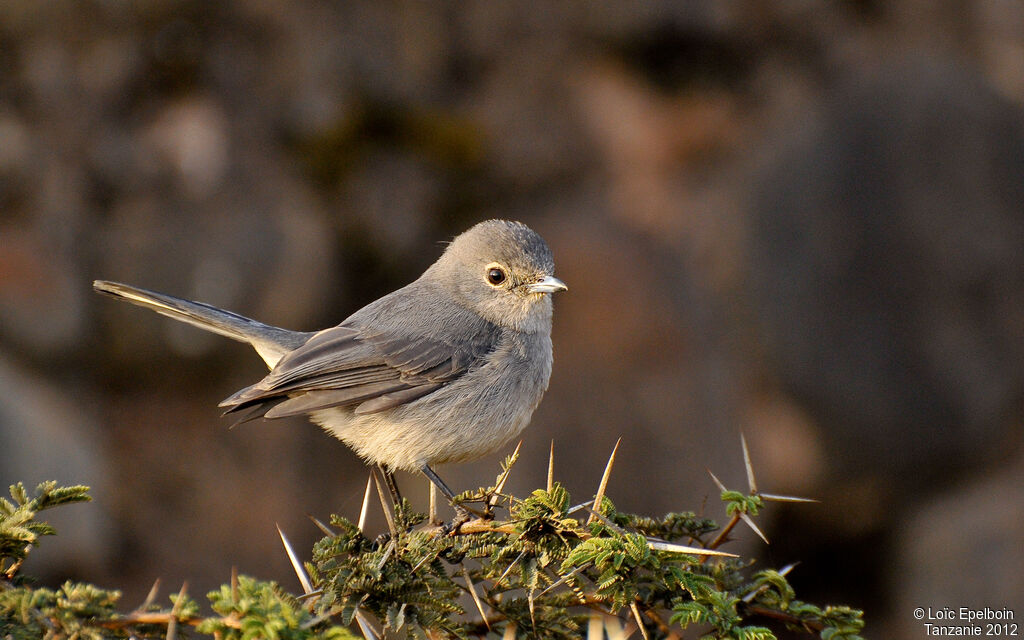 White-eyed Slaty Flycatcher