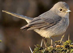 White-eyed Slaty Flycatcher