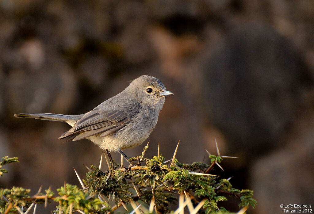 White-eyed Slaty Flycatcher