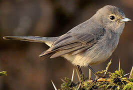 White-eyed Slaty Flycatcher