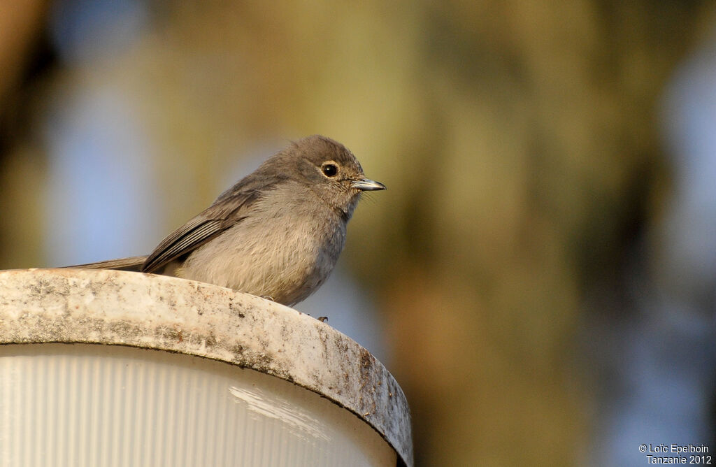 White-eyed Slaty Flycatcher