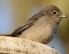 White-eyed Slaty Flycatcher