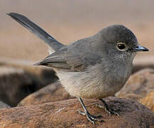 White-eyed Slaty Flycatcher