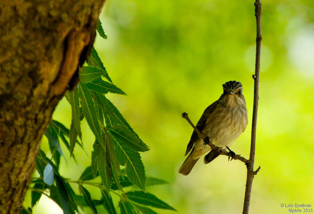 Spotted Flycatcher