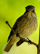 Spotted Flycatcher