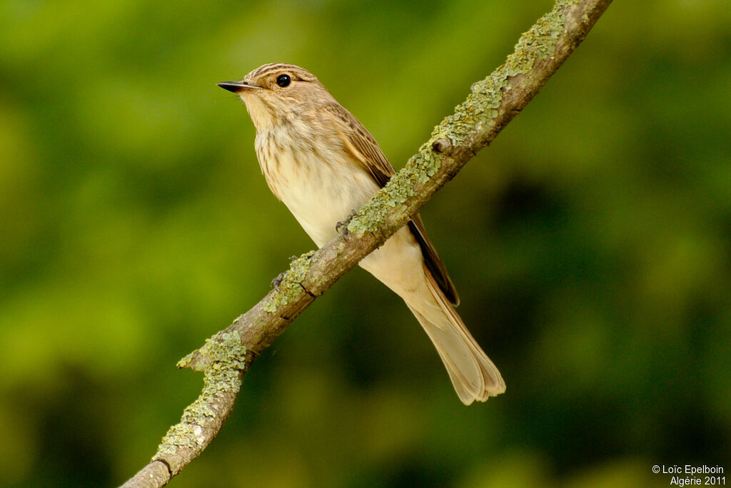 Spotted Flycatcher