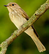 Spotted Flycatcher