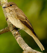 Spotted Flycatcher