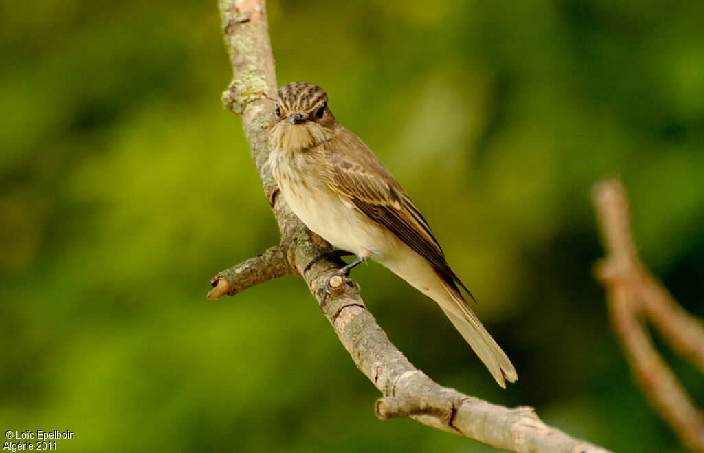 Spotted Flycatcher