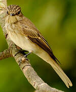 Spotted Flycatcher